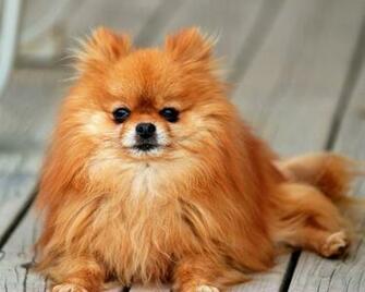 Pomeranian Dog Pc Wallpaper
