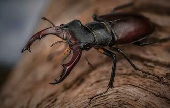 Wallpaper Macro Background Beetle Horns Insect Brown Stag
