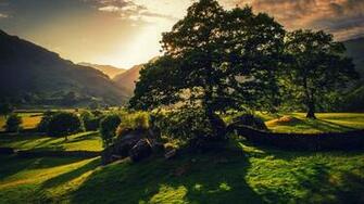 Wallpaper Tree Green Summer United Kingdom Hill