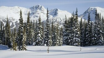 Snow Trees Wallpaper Forest Photography