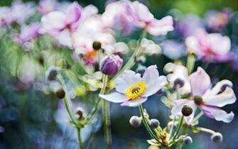 Wildflower Wallpaper Background HD Desktop