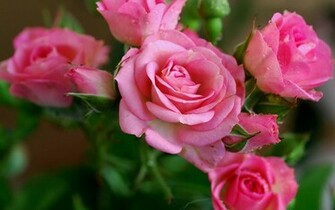 Desktop Wallpaper Pink Flowers Background