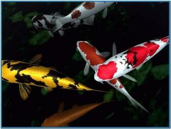 Koi Fish Pond Screensaver