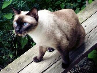 Siamese Cat HD Wallpaper