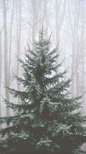 Christmas Aesthetic Wallpaper Top