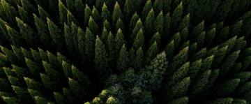 Forest Nature Aerial Scenery 4k Wallpaper