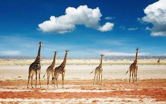 Africa Wallpaper Best