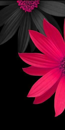 Pink And Black 3d Flowers Wallpaper