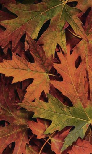 Elegant Windows Phone Autumn Wallpaper All About Natural Beauty
