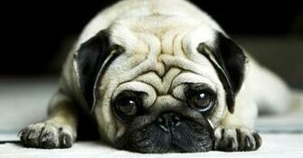 Pug Refuses To Go Bed Fan Club