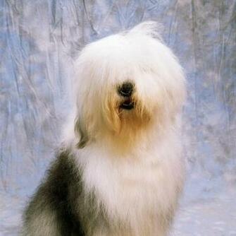 Old English Sheepdog
