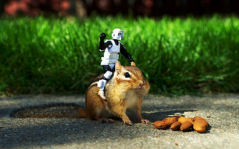 Funny HD Wallpaper