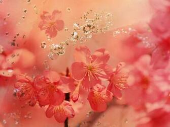 Diamant Rose Wallpaper