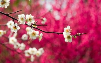 Funmozar Spring Nature Wallpaper