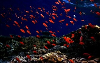 Best Wallpaper Collection Ocean Life Ii