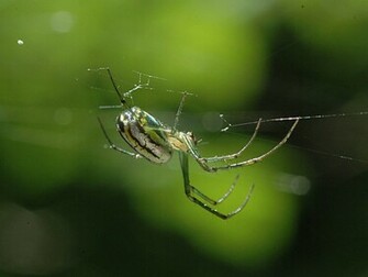Spider Wallpaper Image Photos Pictures And Background For