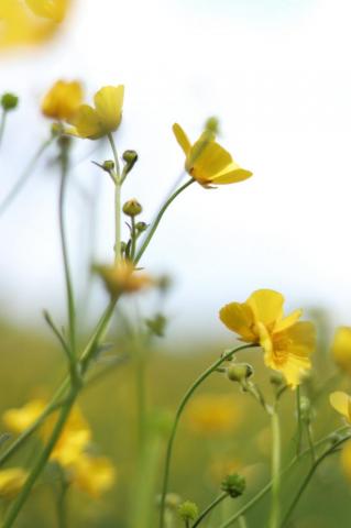 Buttercup Pictures Image