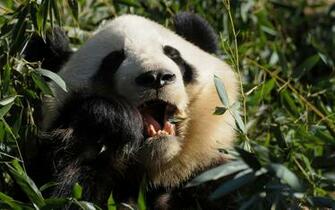 Funny Panda Bear Wallpaper Desktop