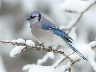 Blue Jay