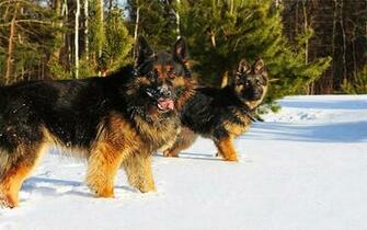 German Shepherd Dog Desktop Wallpaper This For