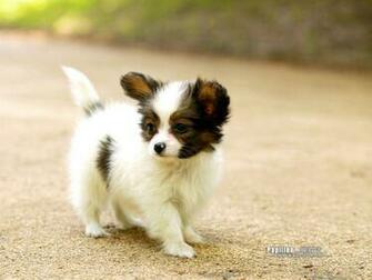 Papillon Wallpaper