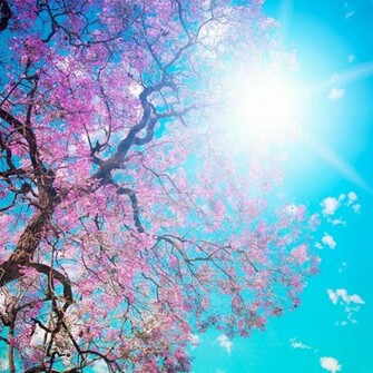 Pink Flowers Of The Tree iPad Wallpaper