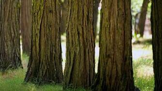 Image Tree Bark Nature