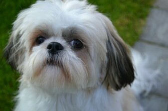 Shihtzu Pup Kopen Shih Tzu Kwekerij Houssin Kuurne Belgi