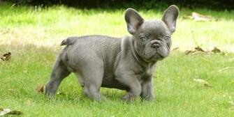 French Bulldog Puppy Wallpaper