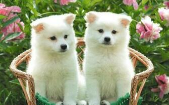 Cute Puppy HD Wallpaper Net