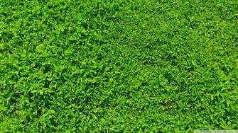 Grass Wallpaper Green Image