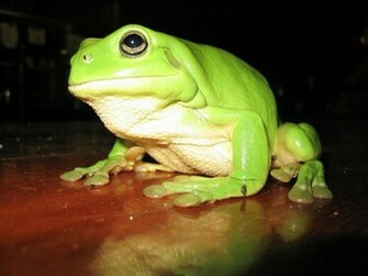 Tree Frog Ann Arbor Farm Treks
