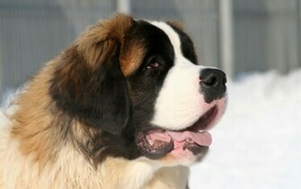 Animal St Bernard Wallpaper