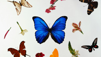Butterfly Wallpaper And