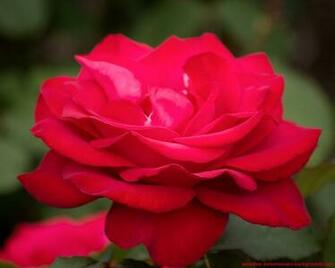 High Quality Rose Wallpaper Screensavers And Background