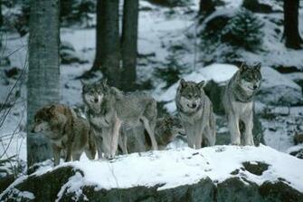 Wolf Pack Wallpaper Desktop Background