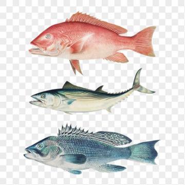 Snapper Image Photos Png Stickers Wallpaper