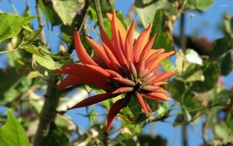 Exotic Flower Wallpaper