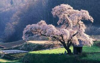 Japan Nature Wallpaper