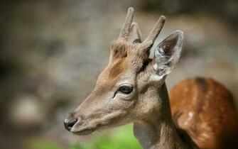 Beautiful Wallpaper Deer