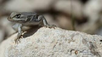 Desktop Lizard