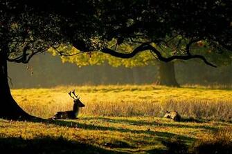Take Rest Deer Nature Scenary