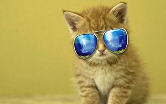 Meet The Coolest Cats On Internet How2becool