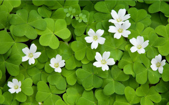 Shamrock Desktop Wallpaper