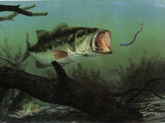 Bass Fish Graphics Code Comments Pictures