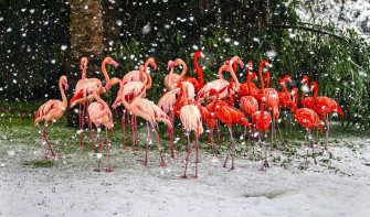 Flamingo Wallpaper