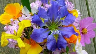 Spring Flowers Widescreen HD Desktop Wallpaper