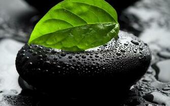 Leaf And Stone Desktop Wallpaper On Latoro
