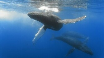 Ocean Animals Whales Humpback Whale Wallpaper