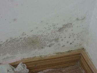 Mold Inspectors Certified Contractors Testing